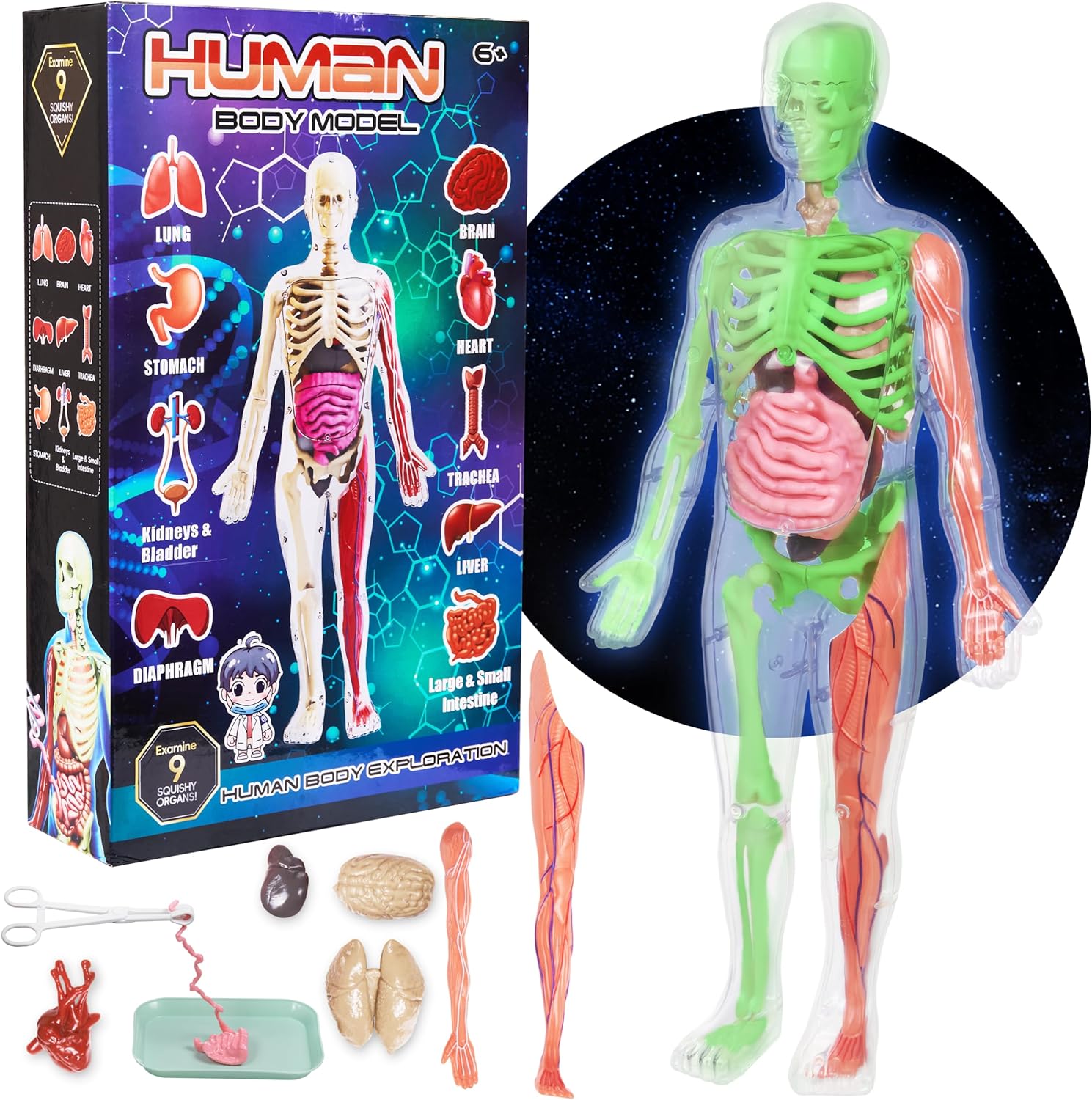 Gaelen Human Body Model for Kids: Glow in The Dark Bones Interactive Science Kit-32 Piece Anatomy Toy kit for STEM Education